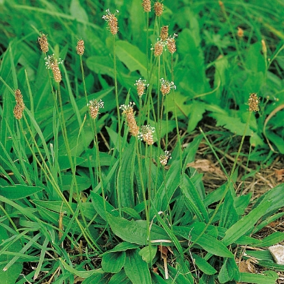 Picture of Herb Plantain Ribwort (Plantago Lanceolata)